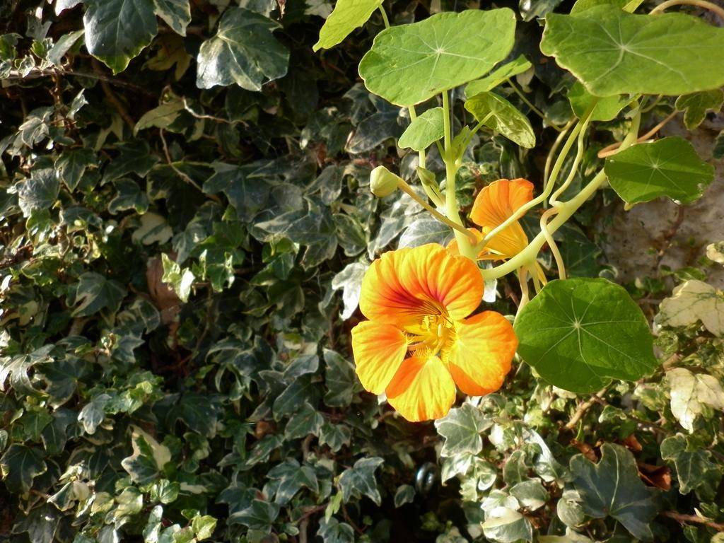 Country Garden House Holiday Homes 밸리머니 객실 사진